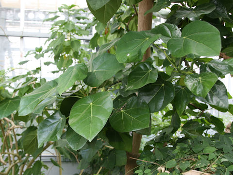 Hernandia nymphaeifolia