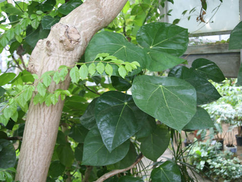 Hernandia nymphaeifolia