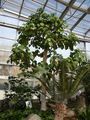 Hernandia nymphaeifolia