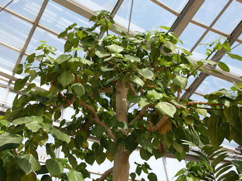 Hernandia nymphaeifolia