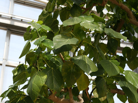 Hernandia nymphaeifolia