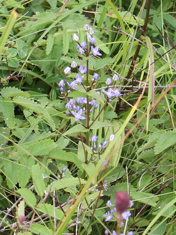 Swertia tetrapetala var.happoensis