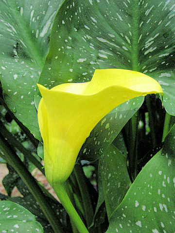 Zantedeschia hybrid cv. Florex Gold