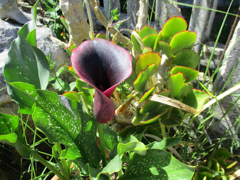 Zantedeschia hybrid cv. Odessa