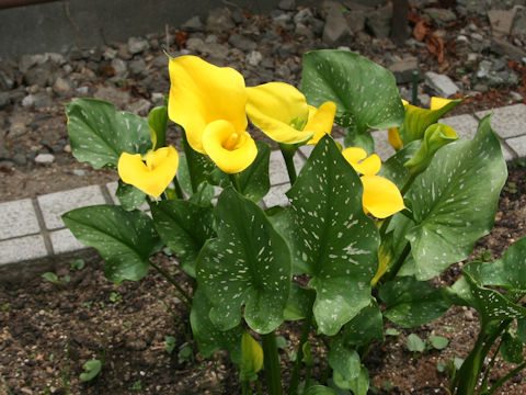 Zantedeschia hybrid cv. Gold Crown