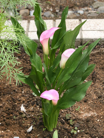 Zantedeschia hybrid cv. Peter's Pride