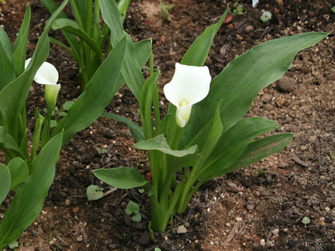 Zantedeschia hybrid cv. Cristal Clear