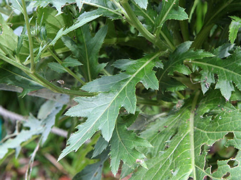 Cirsium hachijoense