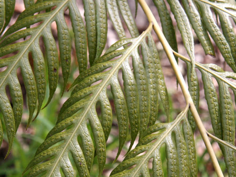Woodwardia orientalis var formosana