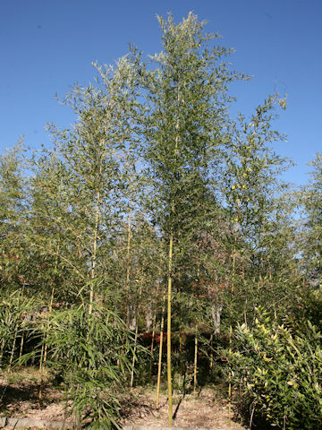 Phyllostachys nigra var. henonis