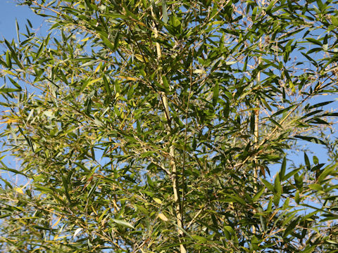 Phyllostachys nigra var. henonis