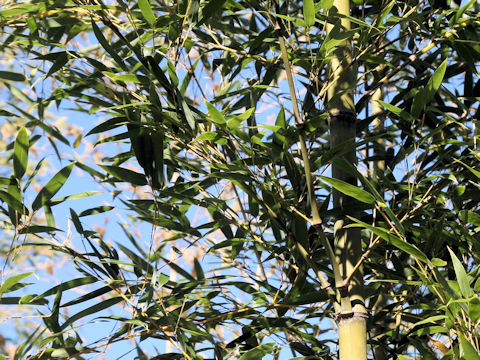 Phyllostachys nigra var. henonis