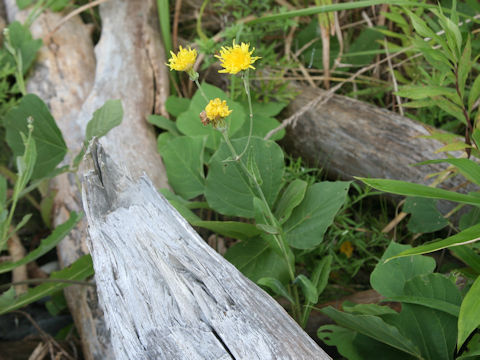 Sonchus brachyotus