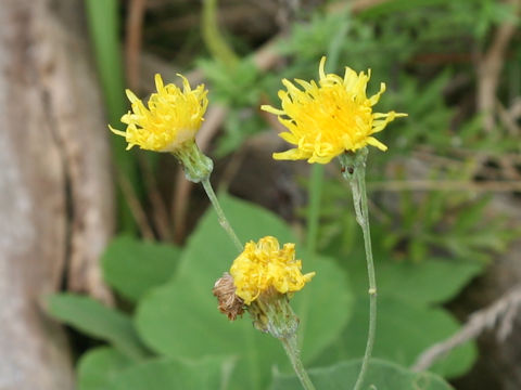 Sonchus brachyotus