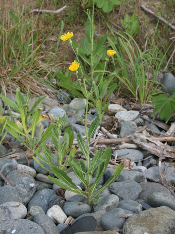 Sonchus brachyotus