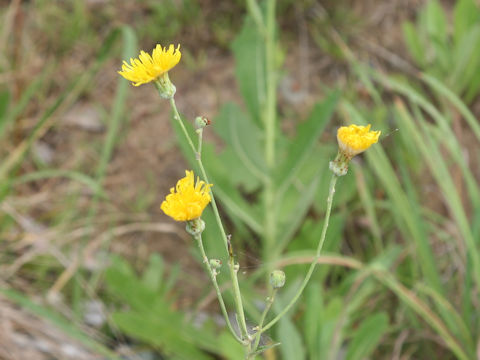 Sonchus brachyotus