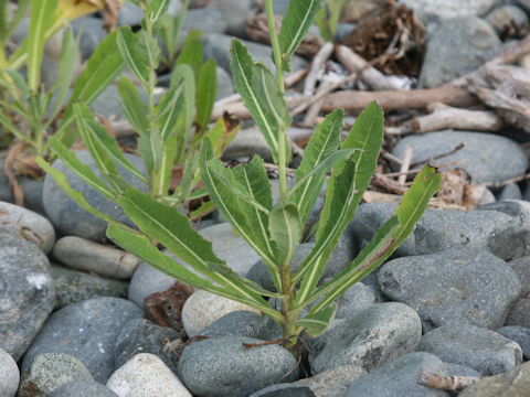 Sonchus brachyotus