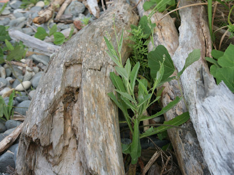 Sonchus brachyotus