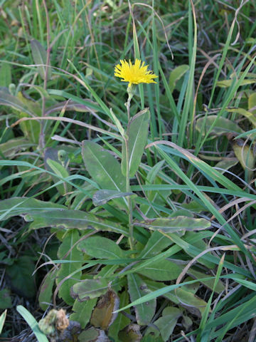 Sonchus brachyotus