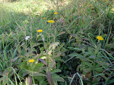 Sonchus brachyotus