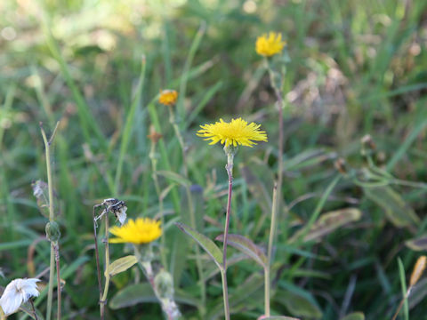 Sonchus brachyotus