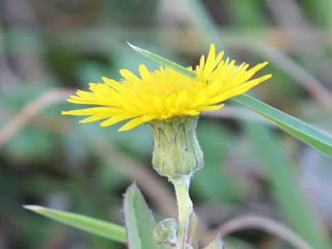 Sonchus brachyotus