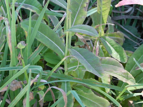 Sonchus brachyotus