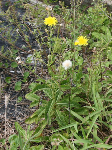 Sonchus brachyotus