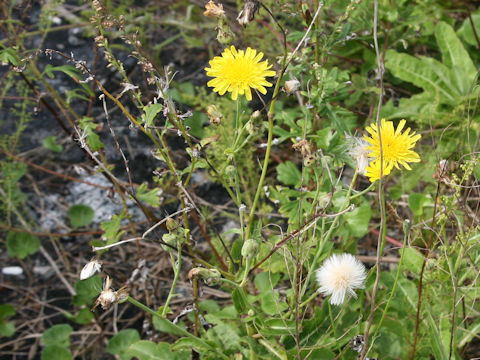 Sonchus brachyotus