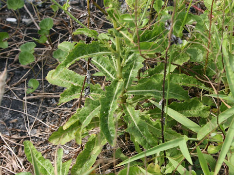 Sonchus brachyotus