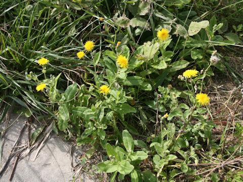 Sonchus brachyotus