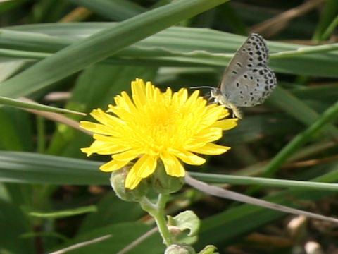 Sonchus brachyotus