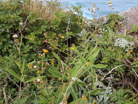 Sonchus brachyotus