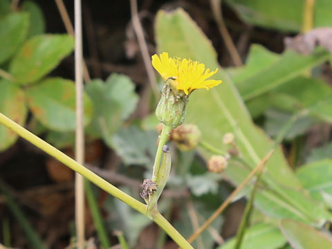 Sonchus brachyotus