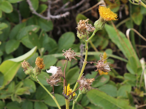 Sonchus brachyotus