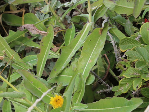 Sonchus brachyotus