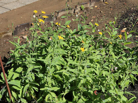 Sonchus brachyotus