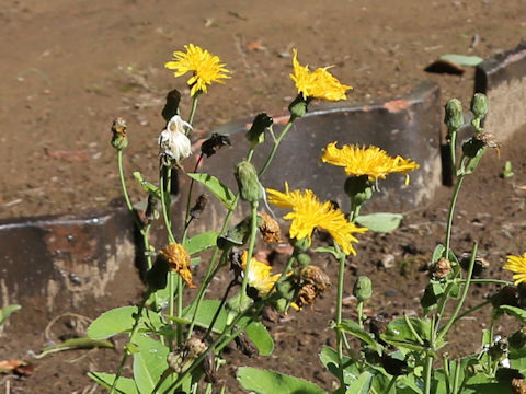 Sonchus brachyotus