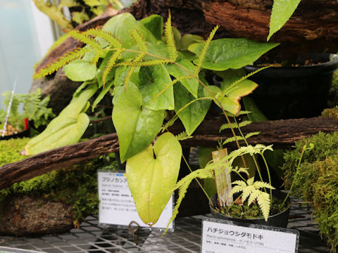 Pteris oshimensis