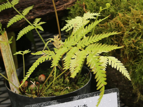 Pteris oshimensis