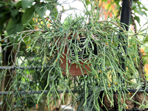 Hatiora salicornioides