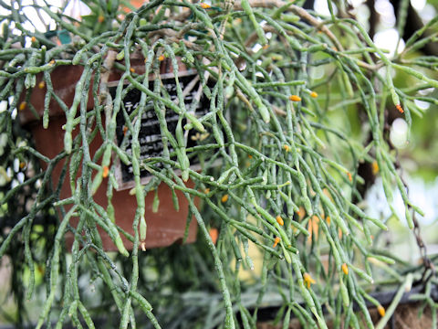 Hatiora salicornioides