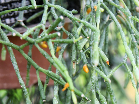 Hatiora salicornioides