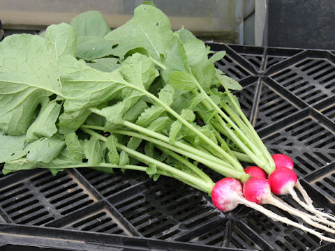 Raphanus sativus var. sativus cv. Sparkler White Tips