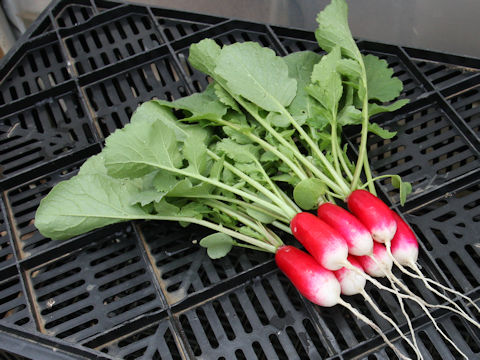 Raphanus sativus var. sativus cv. French Breakfast