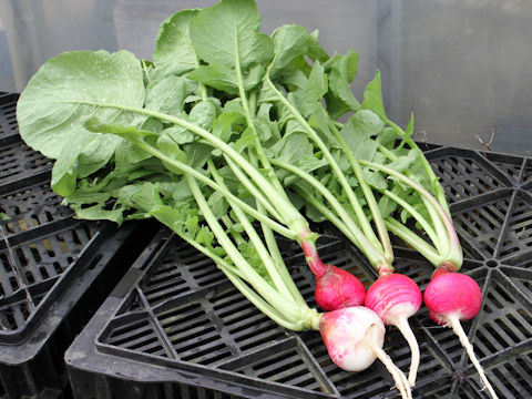 Raphanus sativus var. sativus cv. Sparkler White Tips