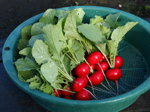 Raphanus sativus var. sativus cv. Red Poppins