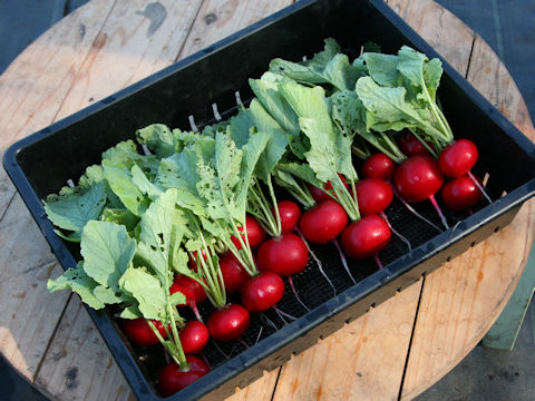 Raphanus sativus var. sativus cv. Red Poppins