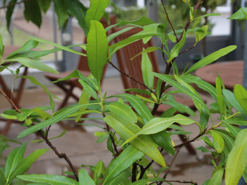 Dodonaea viscosa var. angustifolia