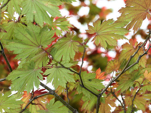 Acer japonicum cv. Ooisami